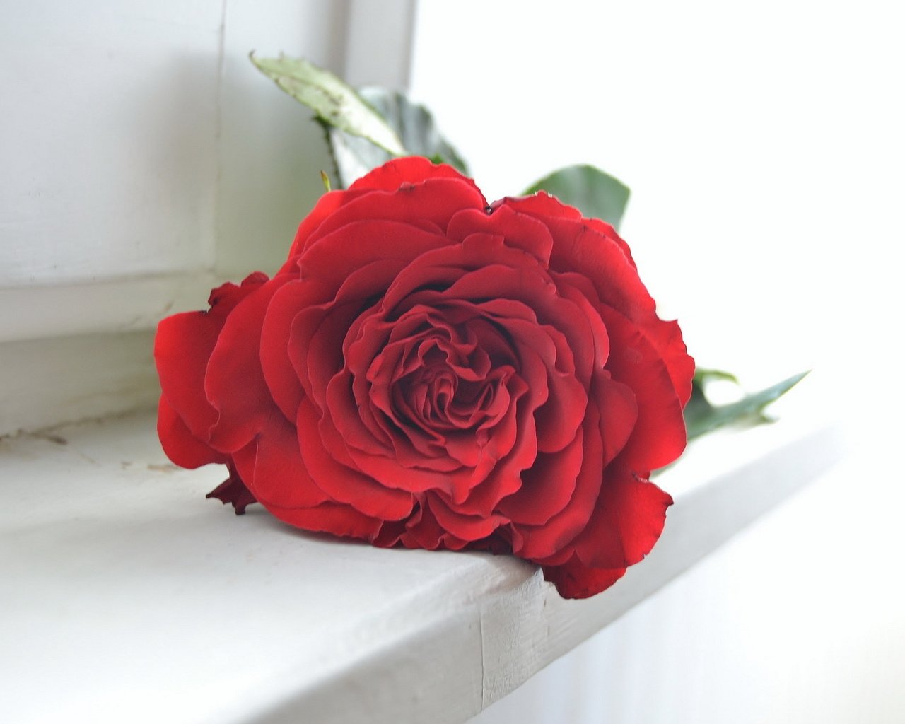 Обои фон, цветок, роза, background, flower, rose разрешение 1920x1200 Загрузить