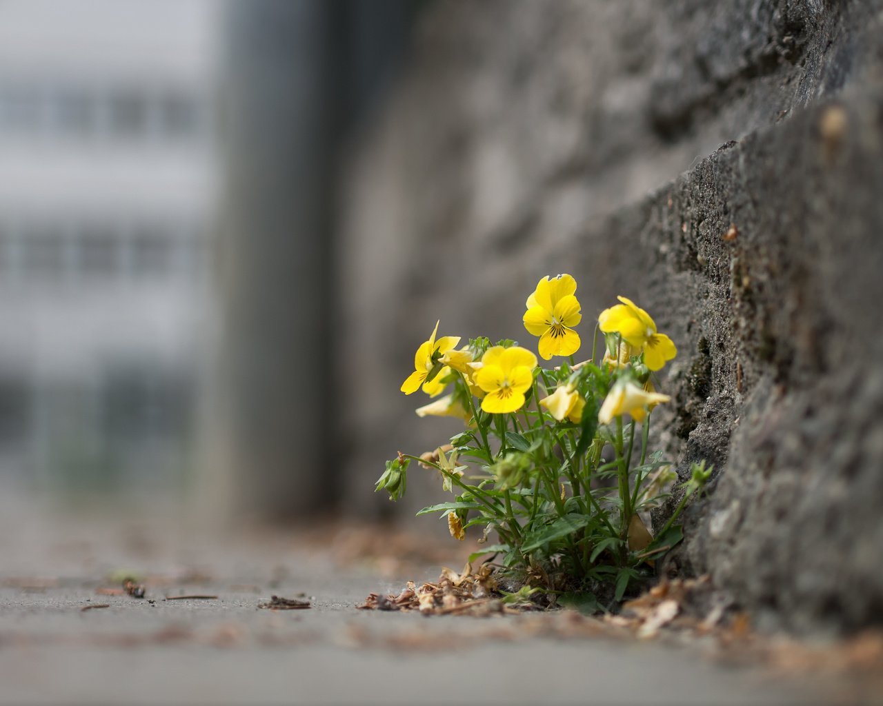 Обои цветы, город, улица, анютины глазки, flowers, the city, street, pansy разрешение 1920x1442 Загрузить