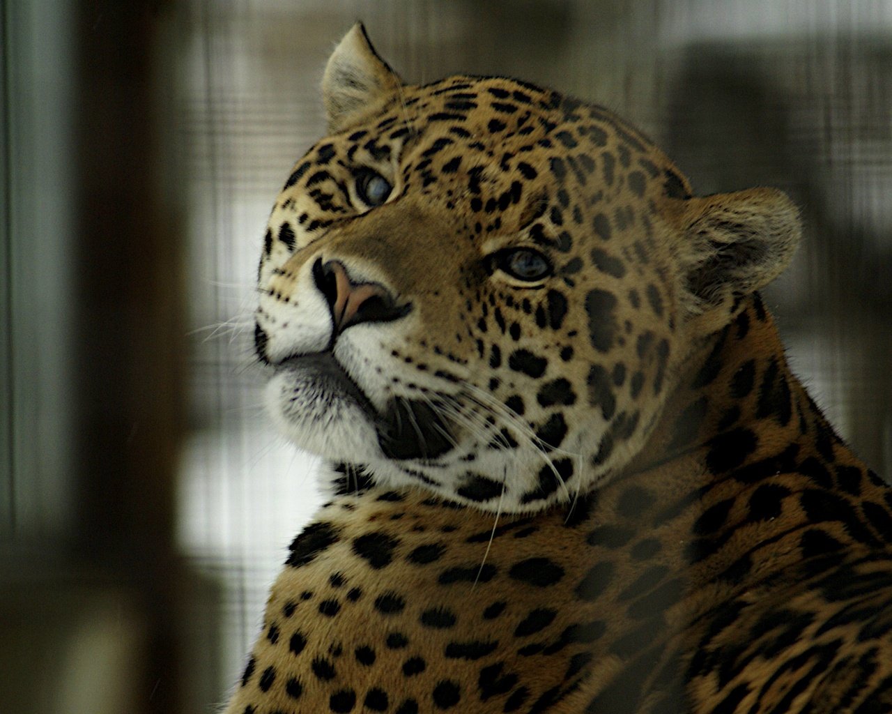 Обои взгляд, хищник, ягуар, look, predator, jaguar разрешение 3872x2592 Загрузить