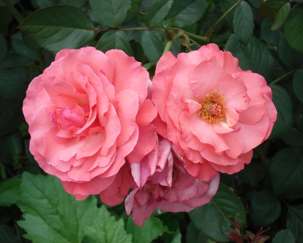 Обои цветы, розы, розовые, роз, пинк, flowers, roses, pink разрешение 2816x2112 Загрузить