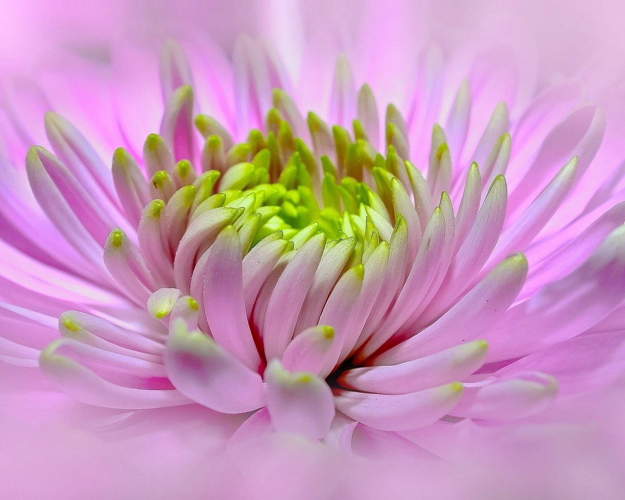 Обои макро, цветок, розовый, георгин, macro, flower, pink, dahlia разрешение 1924x1080 Загрузить