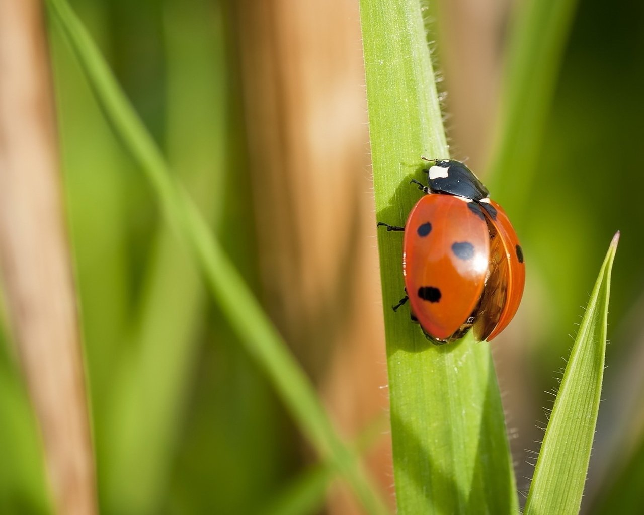 Обои трава, макро, насекомое, божья коровка, 7, grass, macro, insect, ladybug разрешение 1920x1080 Загрузить