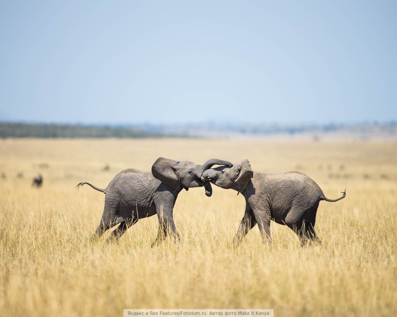 Обои друг, слоны, здороваются, обнимая, друга., each, elephants, hello, embracing, other. разрешение 1920x1080 Загрузить