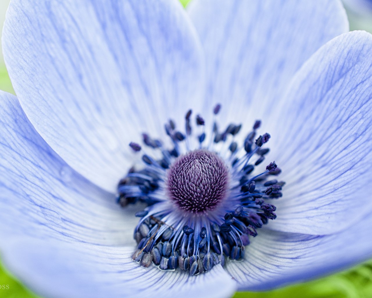 Обои фокус камеры, макро, цветок, лепестки, голубой, анемона, ветреница, голубой цветок, the focus of the camera, macro, flower, petals, blue, anemone разрешение 2048x1360 Загрузить