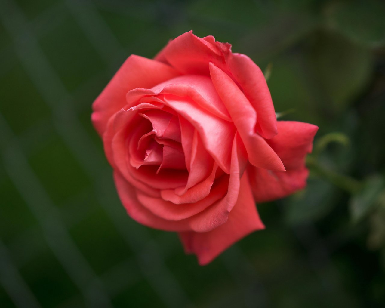 Обои макро, роза, бутон, алая роза, macro, rose, bud, scarlet rose разрешение 4592x3280 Загрузить