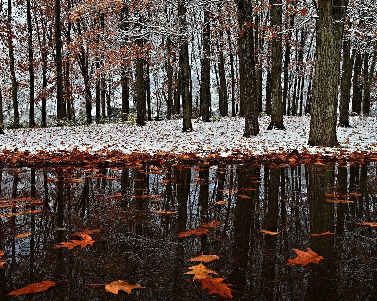 Обои снег, листья, зима, отражение, парк, осень, первый снег, snow, leaves, winter, reflection, park, autumn, the first snow разрешение 2017x1356 Загрузить