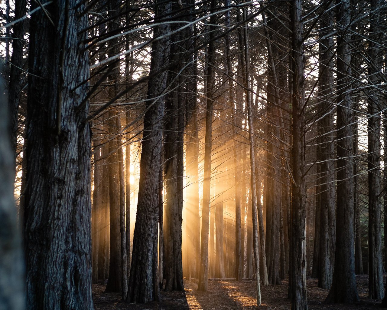 Обои свет, деревья, лес, стволы, солнечные лучи, light, trees, forest, trunks, the sun's rays разрешение 2048x1365 Загрузить