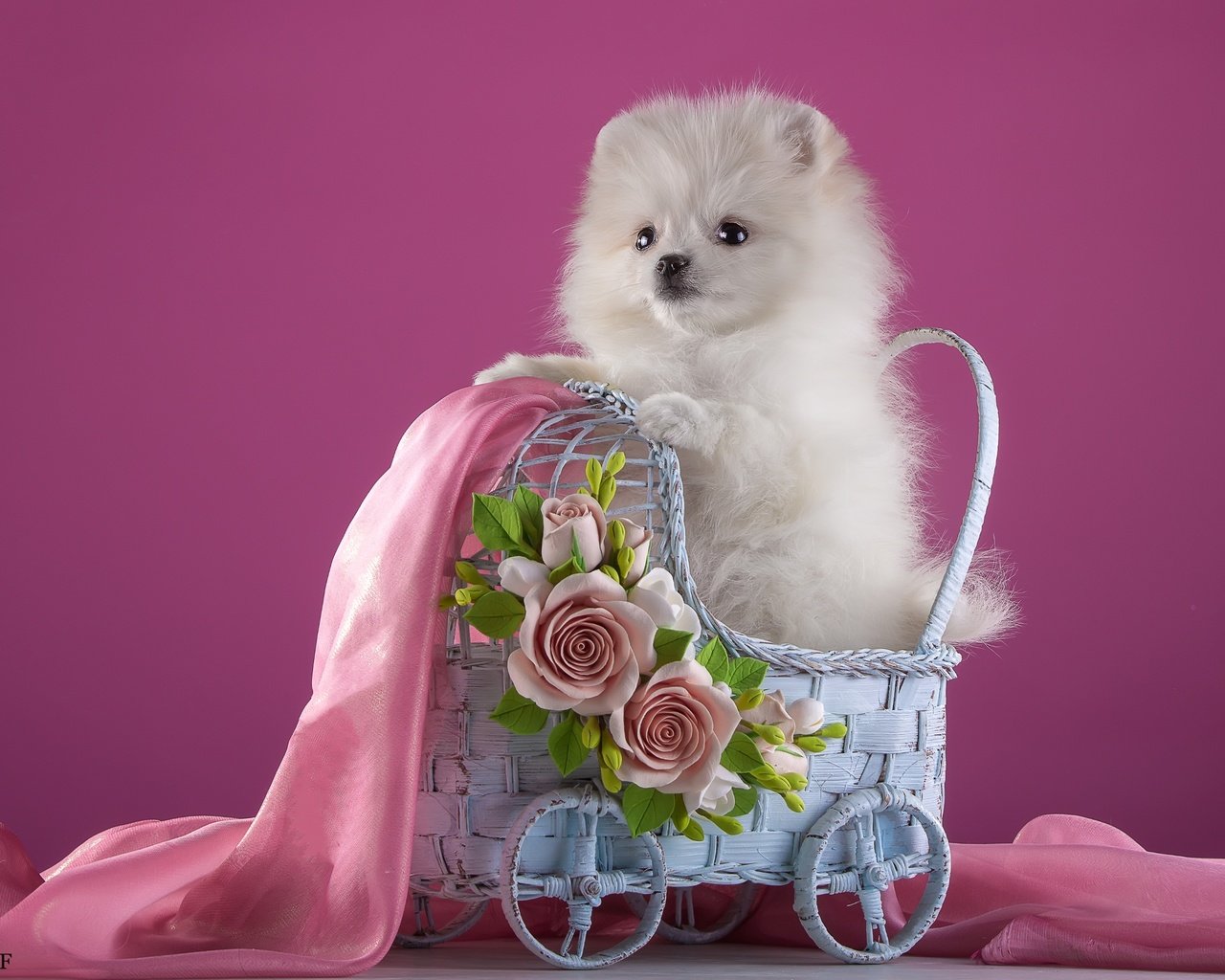 Обои цветы, белый, щенок, ткань, коляска, шпиц, flowers, white, puppy, fabric, stroller, spitz разрешение 3000x1967 Загрузить