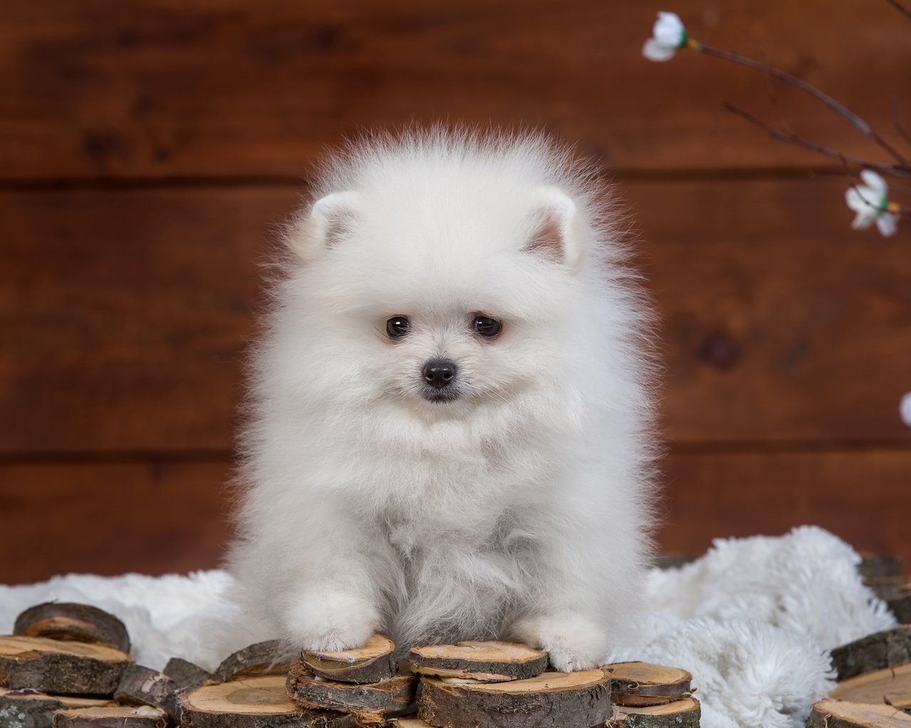 Обои пушистый, белый, щенок, шпиц, fluffy, white, puppy, spitz разрешение 4000x2604 Загрузить