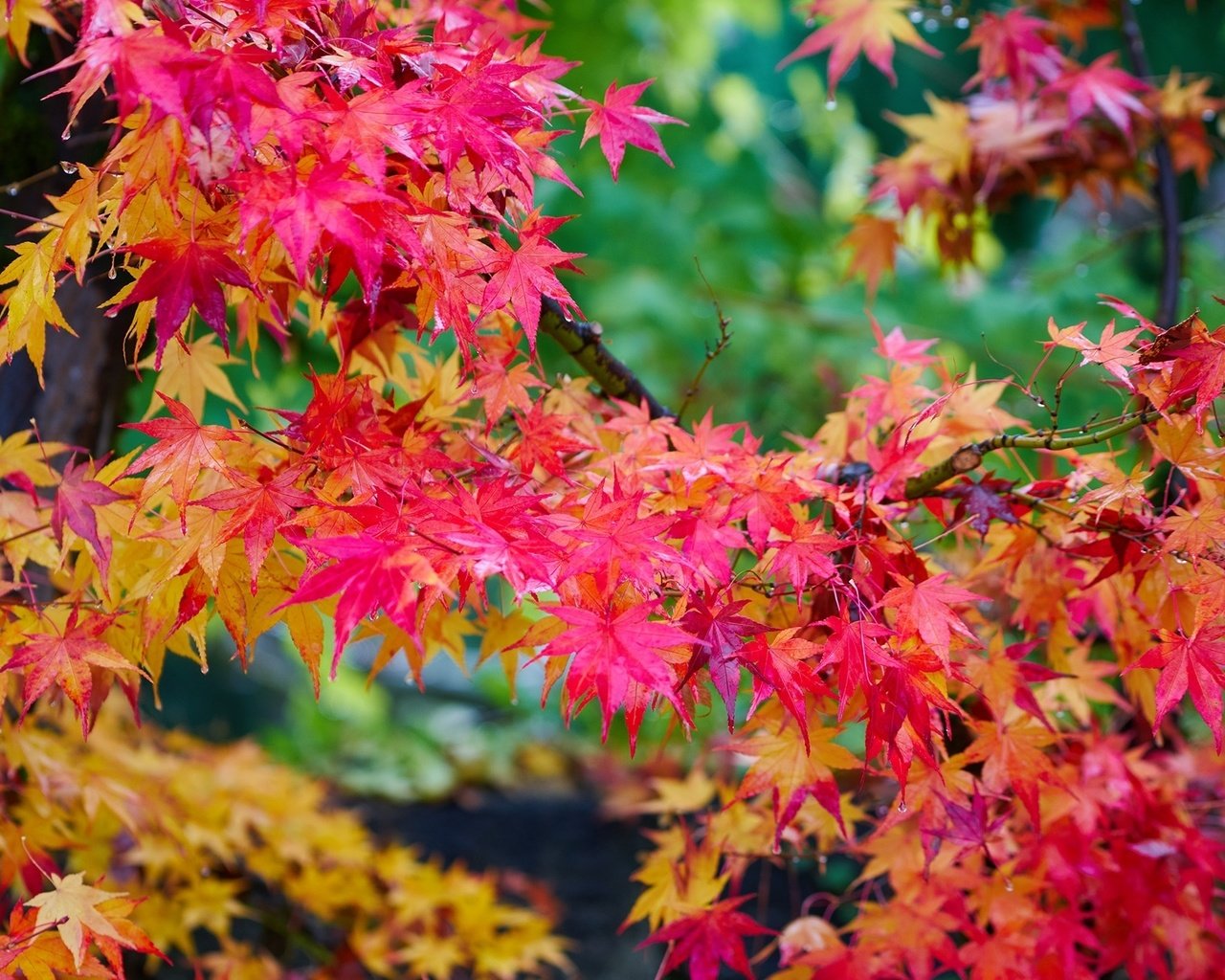 Обои дерево, листья, осень, клен, яркий, багряный, tree, leaves, autumn, maple, bright, scarlet разрешение 2000x1307 Загрузить