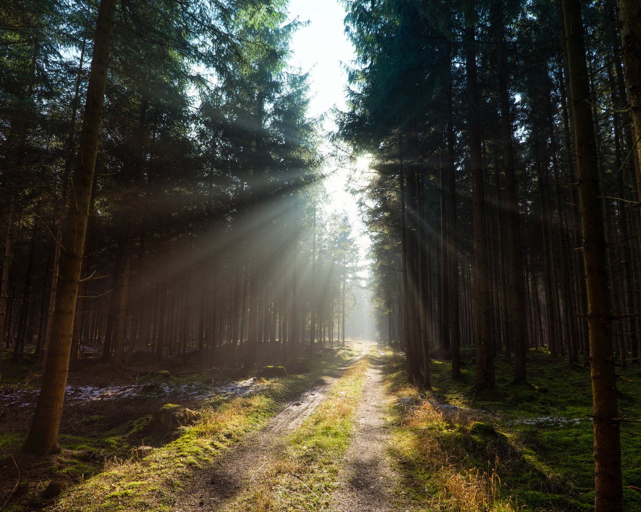 Обои дорога, деревья, лес, солнечный свет, road, trees, forest, sunlight разрешение 2048x1365 Загрузить