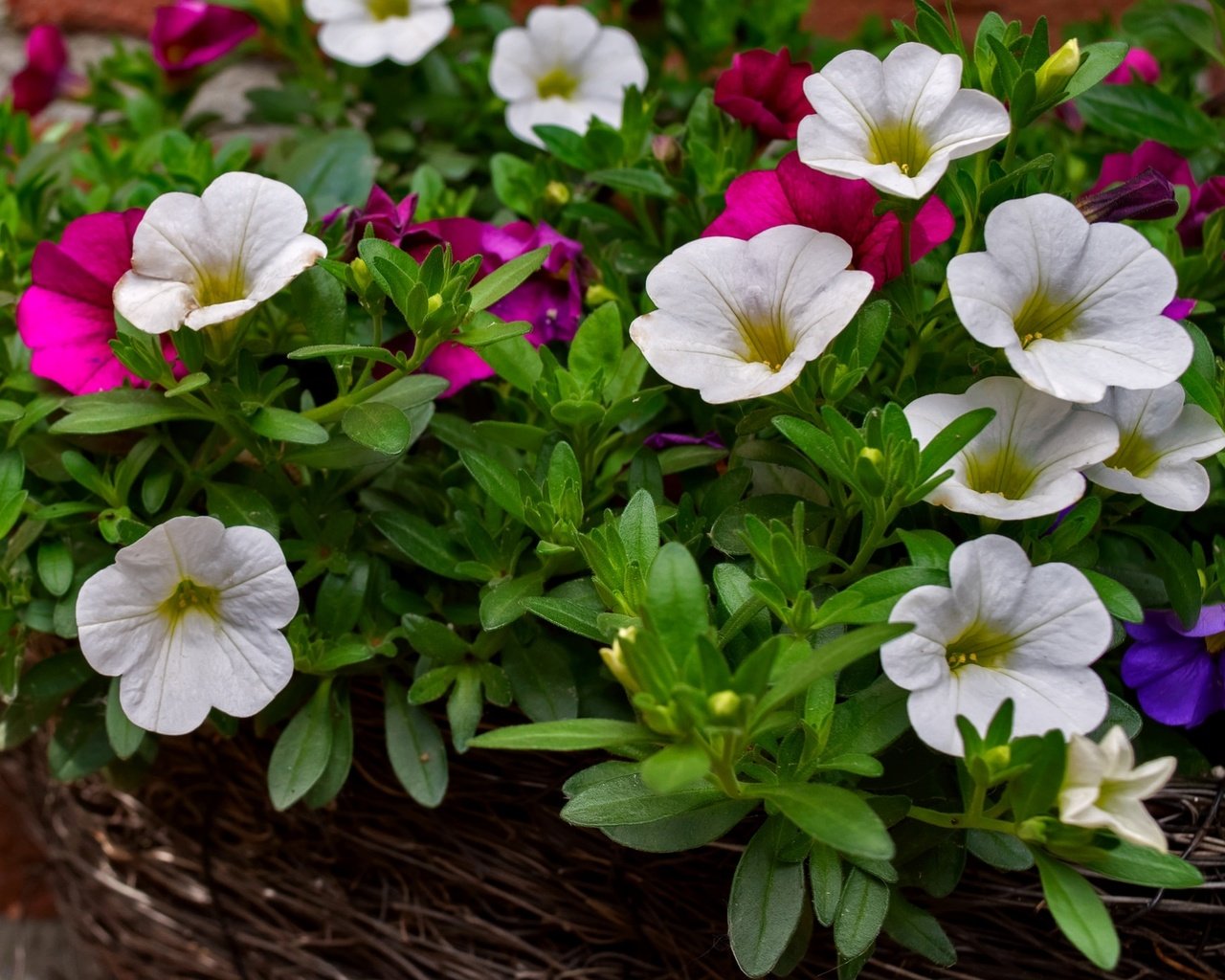 Обои цветы, макро, разноцветные, калибрахоа, flowers, macro, colorful, calibrachoa разрешение 1920x1394 Загрузить