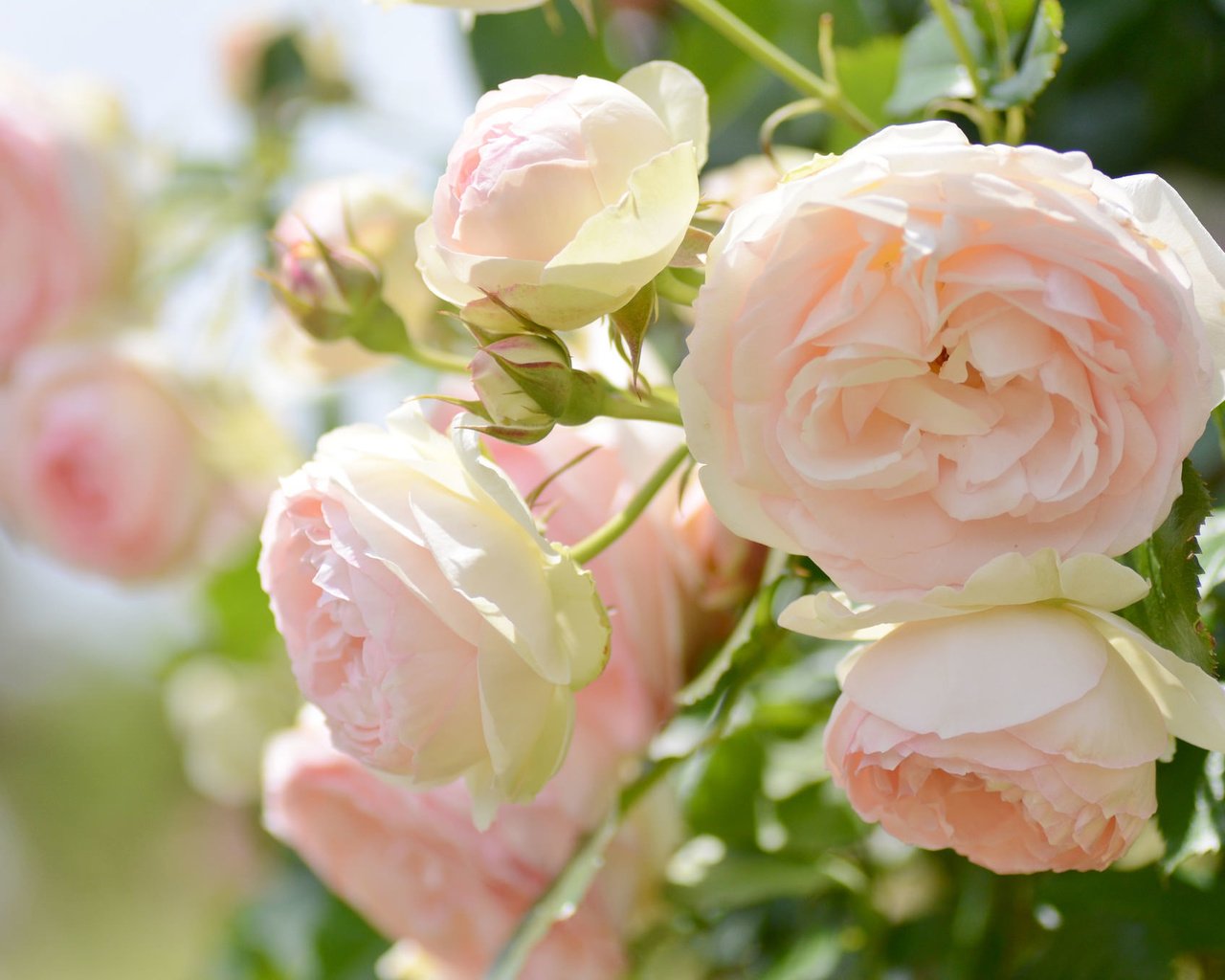 Обои макро, розы, нежность, macro, roses, tenderness разрешение 2048x1356 Загрузить
