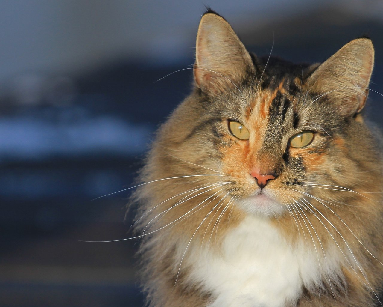 Обои портрет, кот, мордочка, усы, кошка, взгляд, норвежская лесная кошка, portrait, cat, muzzle, mustache, look, norwegian forest cat разрешение 3257x2171 Загрузить