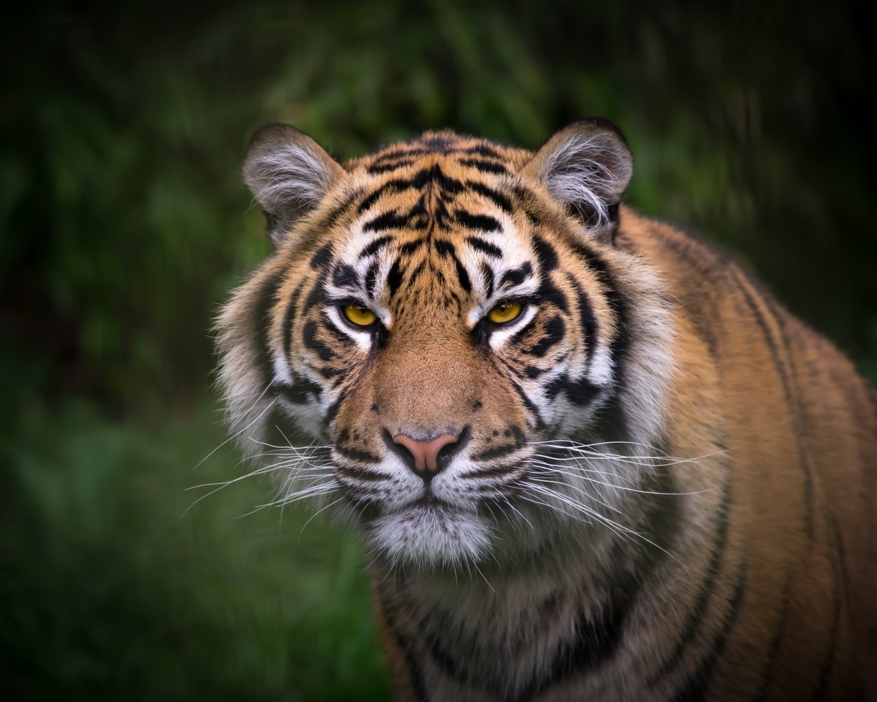 Обои тигр, взгляд, окрас, tiger, look, color разрешение 2400x1350 Загрузить