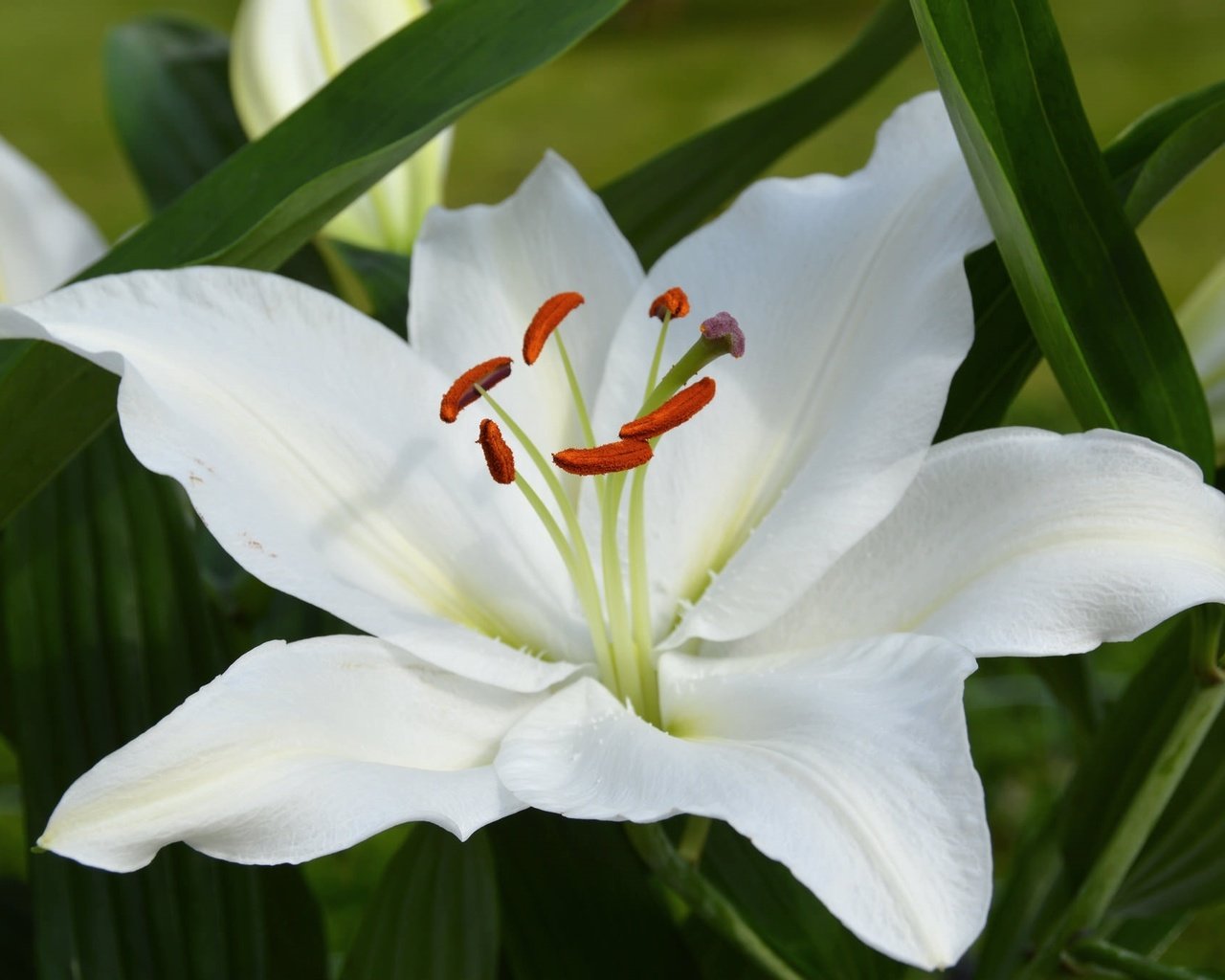 Обои макро, лилия, белая, macro, lily, white разрешение 2048x1362 Загрузить