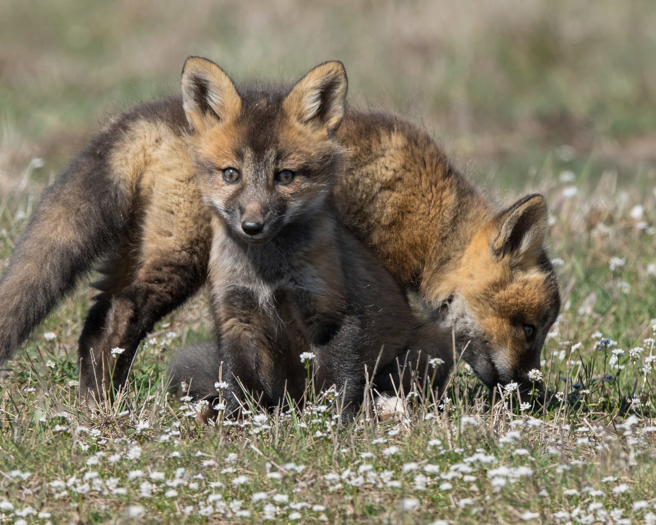 Обои семья, детеныши, лисы, family, cubs, fox разрешение 2048x1279 Загрузить