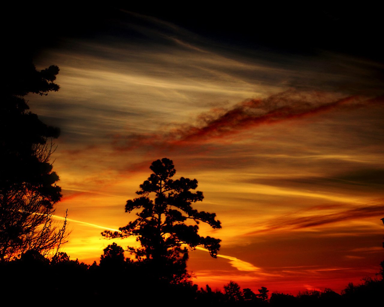 Обои деревья, вечер, закат, силуэты, тёмные, trees, the evening, sunset, silhouettes, dark разрешение 2560x1600 Загрузить