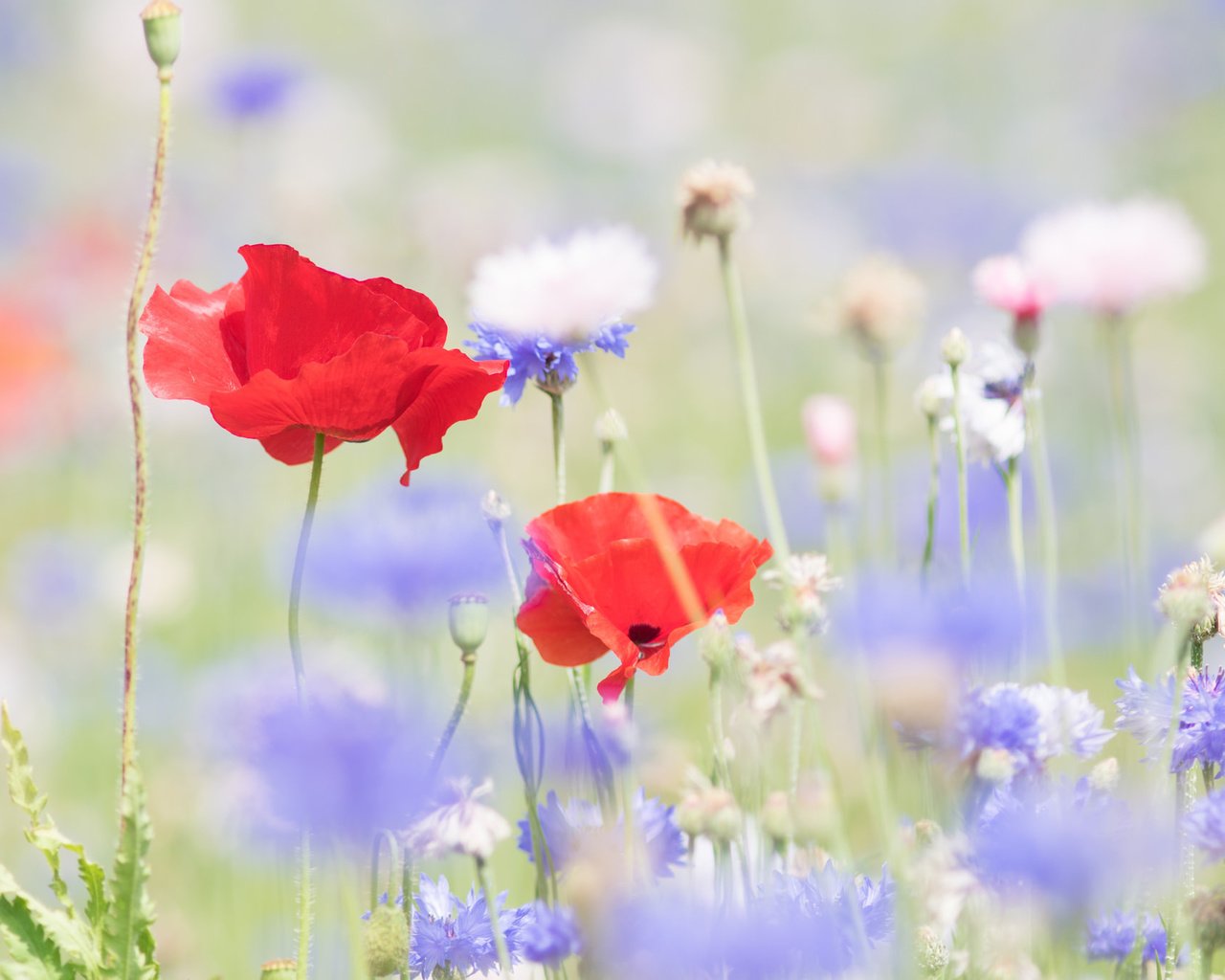 Обои цветы, лето, маки, размытость, васильки, flowers, summer, maki, blur, cornflowers разрешение 2048x1362 Загрузить