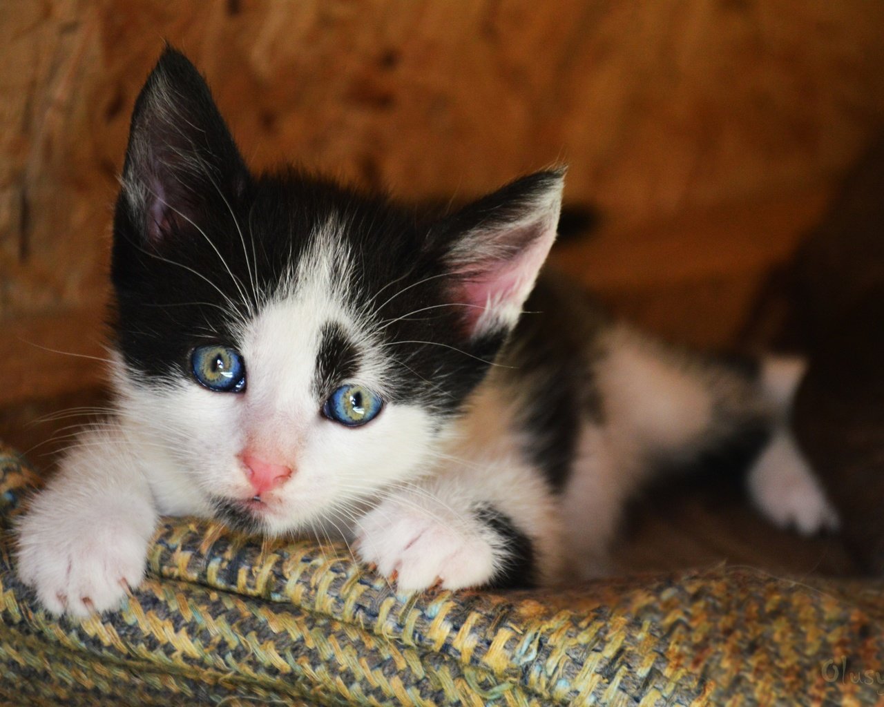 Обои кот, кошка, котенок, киска, чёрно-белый, пушистик, cat, kitty, pussy, black and white разрешение 2880x1915 Загрузить