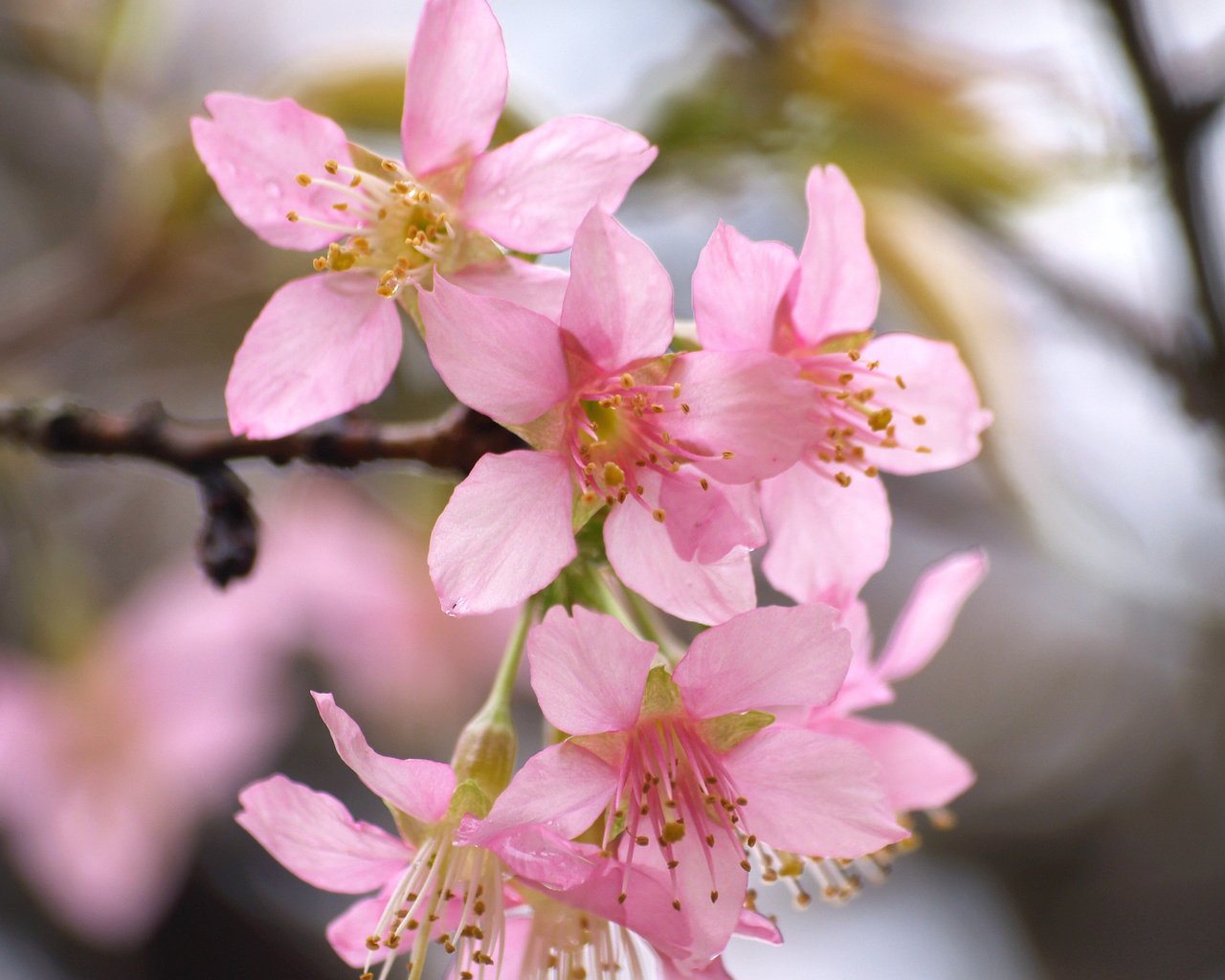 Обои цветение, весна, сакура, blossom, весенние, flowering trees, flowering, spring, sakura разрешение 3264x2262 Загрузить