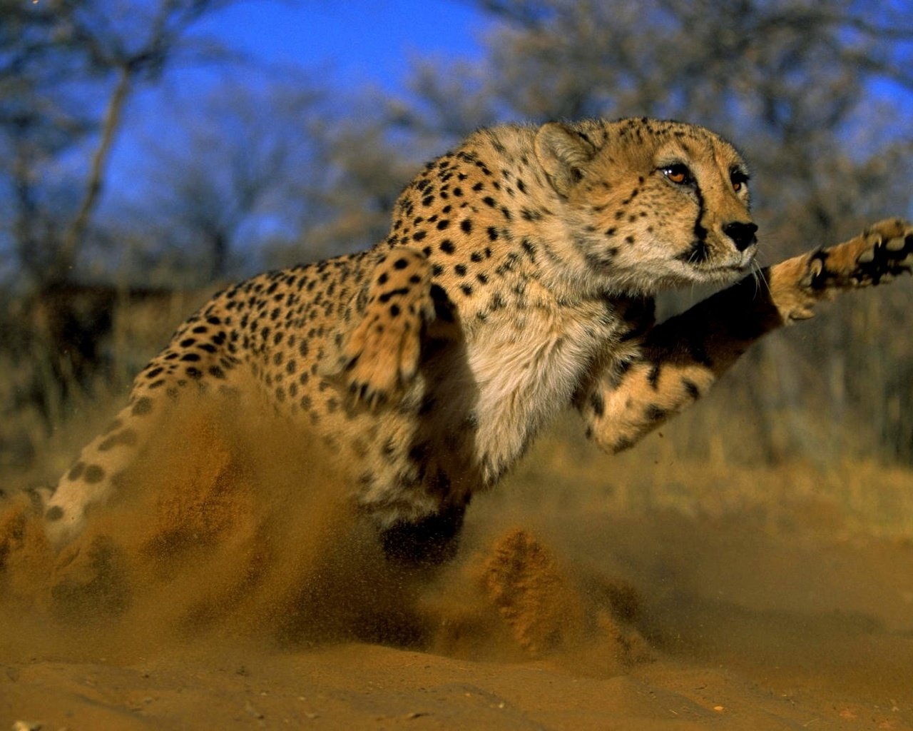 Обои песок, кошка, прыжок, пыль, гепард, дикая, sand, cat, jump, dust, cheetah, wild разрешение 1920x1080 Загрузить
