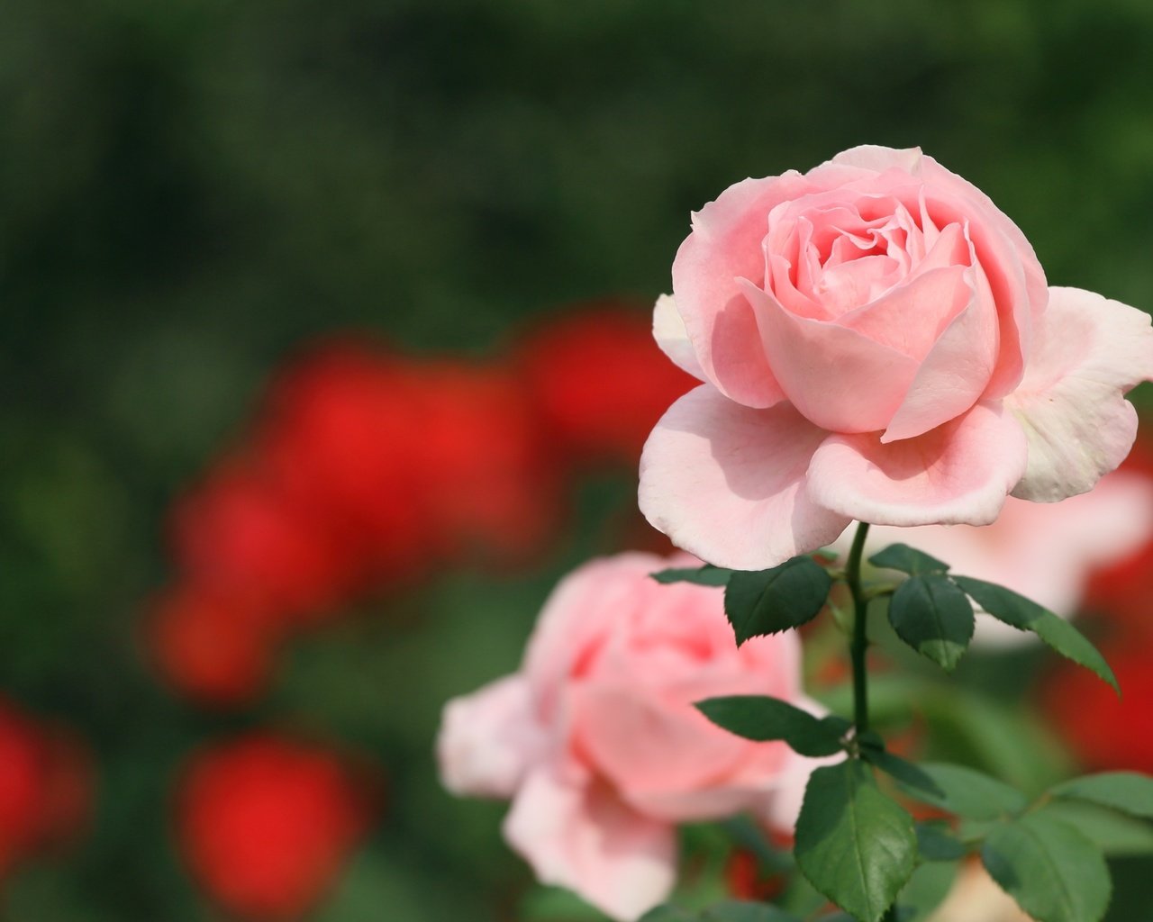 Обои цветок, роза, лепестки, бутон, розовый, flower, rose, petals, bud, pink разрешение 2400x1557 Загрузить