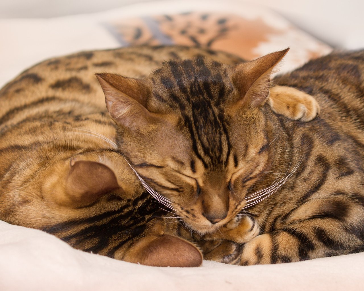 Обои кошки, спят, окрас, бенгальские коты, обнимаются, бенгальская кошка, греюся, cats, sleep, color, bengal cats, hug, bengal cat, grease разрешение 1920x1280 Загрузить