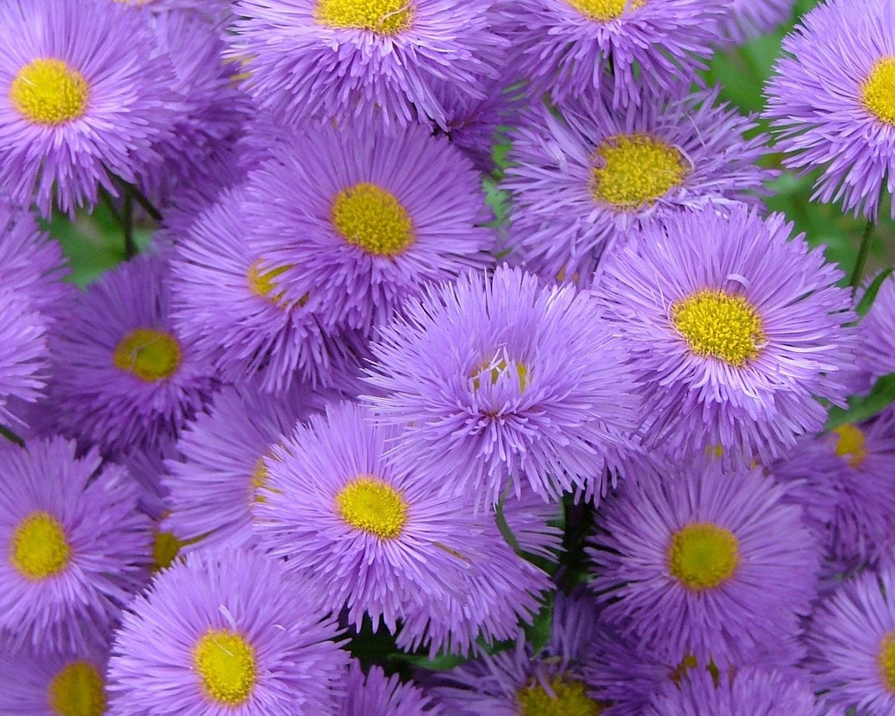 Обои цветы, астры, flowers, asters разрешение 1920x1200 Загрузить