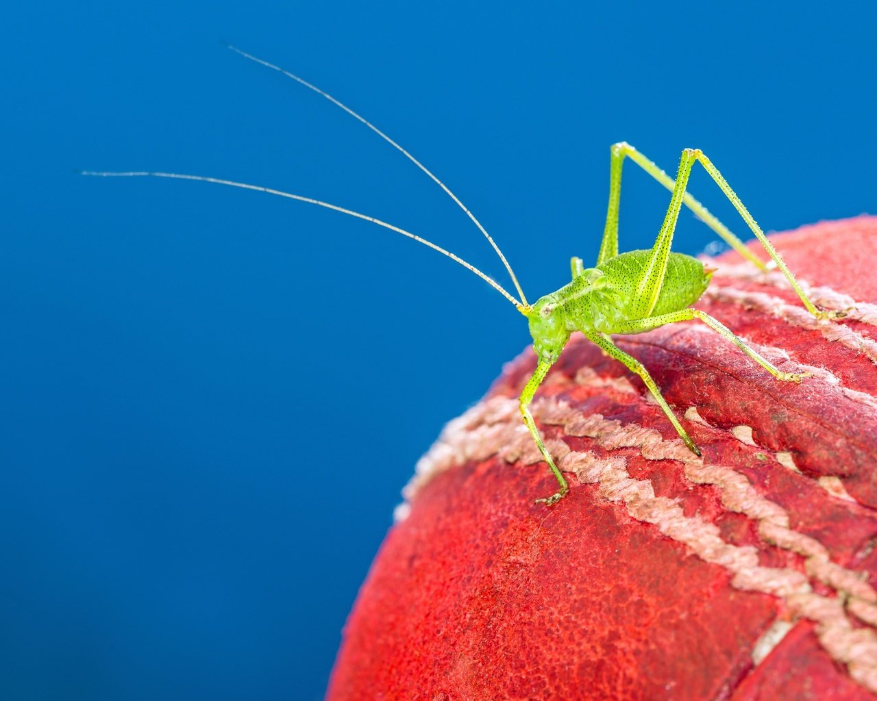 Обои макро, насекомое, мяч, краcный, кузнечик, cricket ball, крикет, macro, insect, the ball, red, grasshopper, cricket разрешение 4860x3240 Загрузить