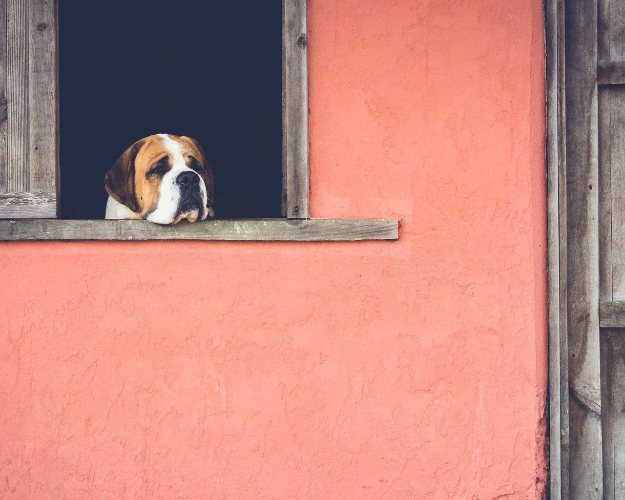 Обои грусть, собака, дом, окно, ожидание, sadness, dog, house, window, waiting разрешение 2048x1167 Загрузить
