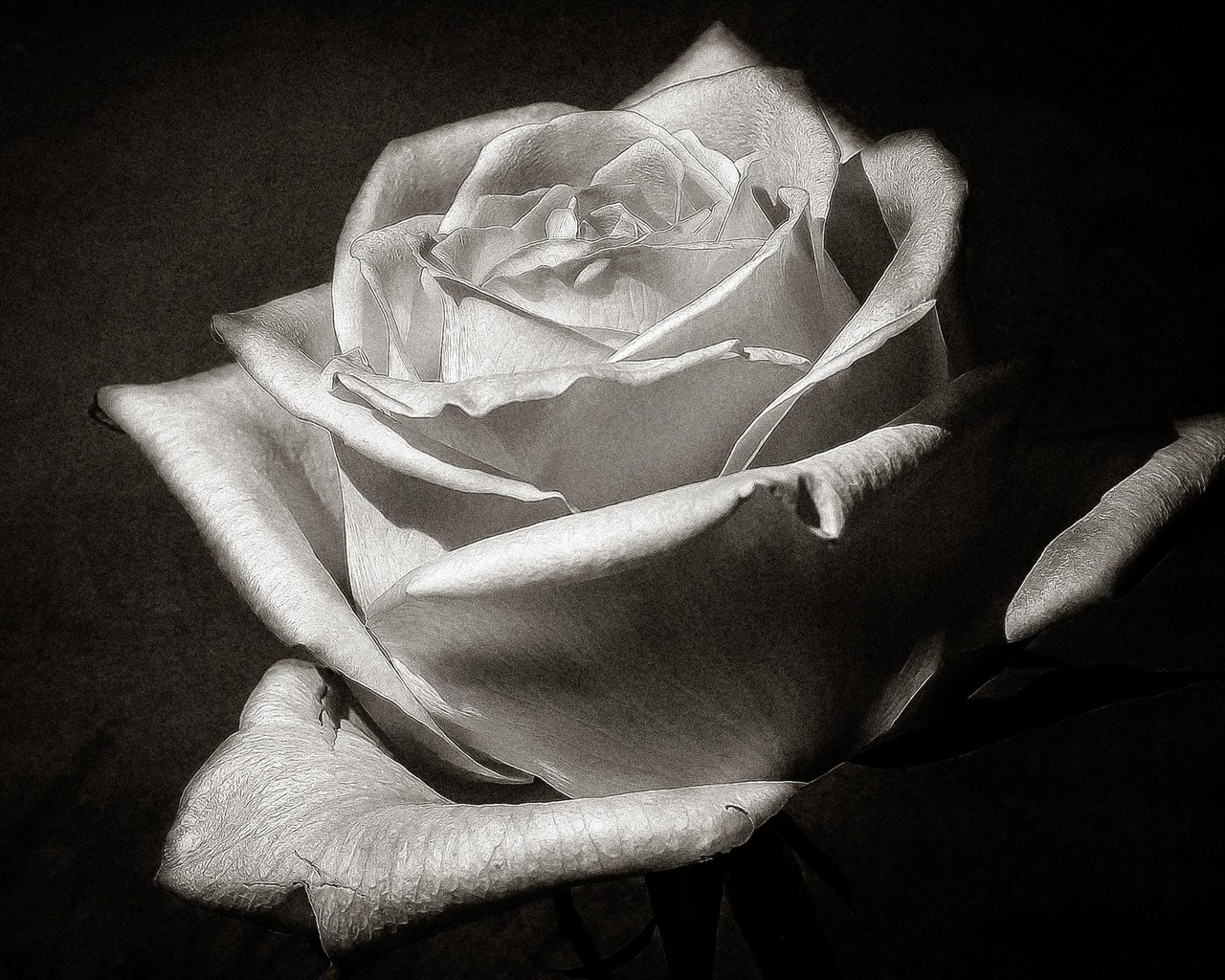 Обои макро, цветок, роза, лепестки, чёрно-белое, бутон, macro, flower, rose, petals, black and white, bud разрешение 2560x1633 Загрузить