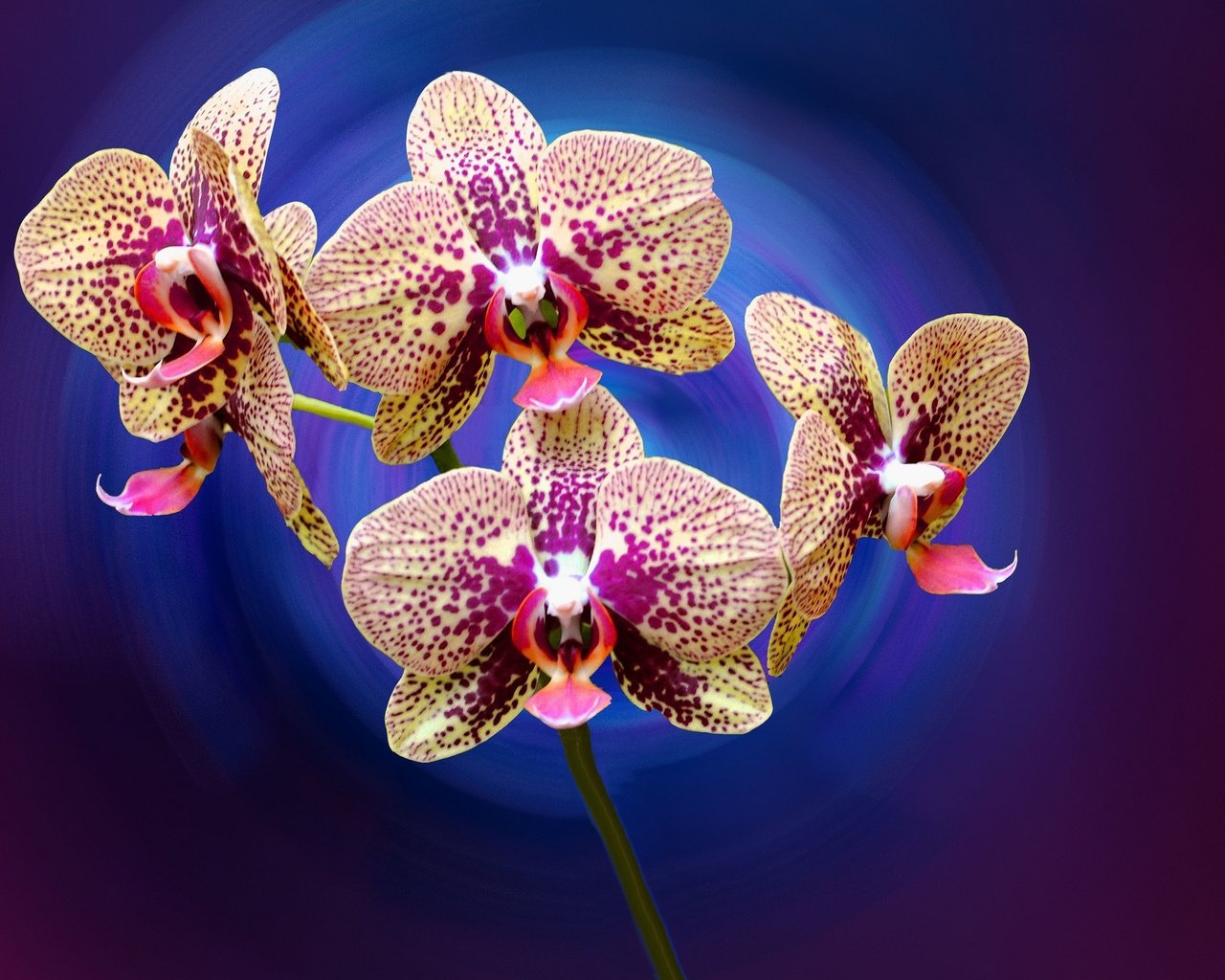 Обои цветы, лепестки, орхидея, flowers, petals, orchid разрешение 2048x1360 Загрузить