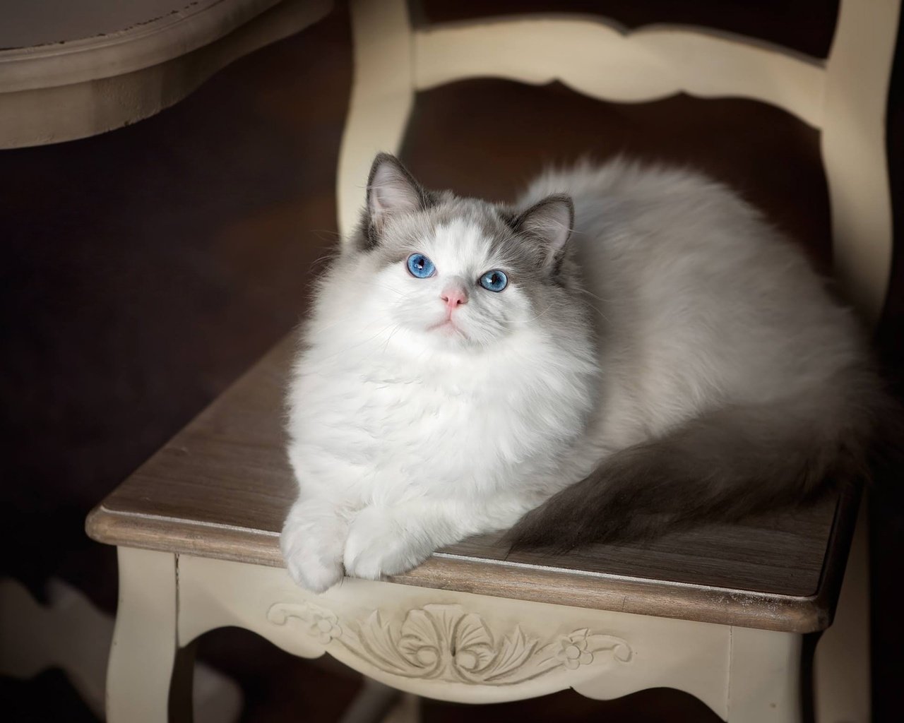 Обои кошка, взгляд, стул, голубые глаза, рэгдолл, cat, look, chair, blue eyes, ragdoll разрешение 1920x1448 Загрузить