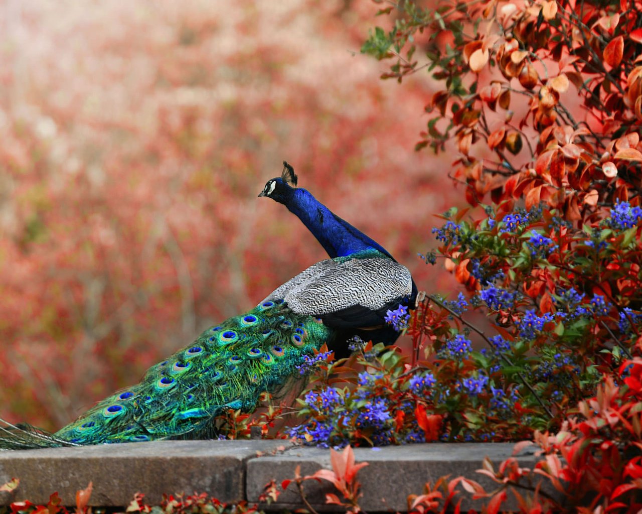 Обои цветы, птица, павлин, хвост, боке, flowers, bird, peacock, tail, bokeh разрешение 2048x1152 Загрузить