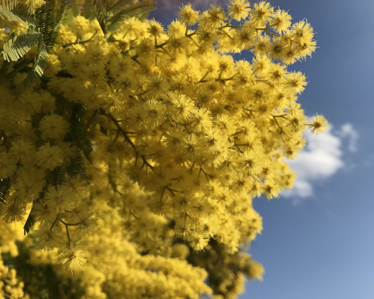 Обои небо, цветы, ветки, весна, мимоза, the sky, flowers, branches, spring, mimosa разрешение 4032x2903 Загрузить