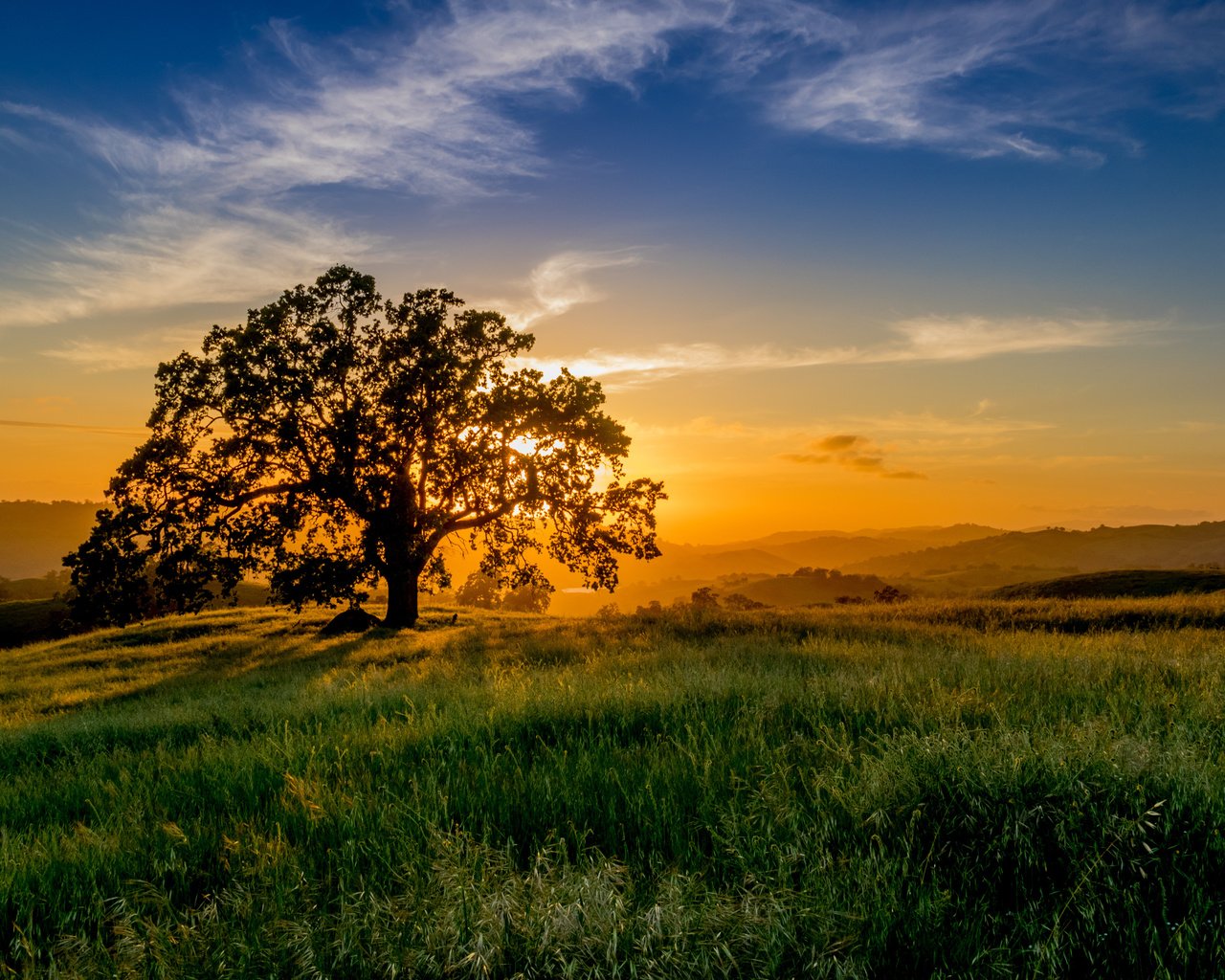 Обои небо, трава, облака, солнце, природа, дерево, закат, пейзаж, the sky, grass, clouds, the sun, nature, tree, sunset, landscape разрешение 4252x3140 Загрузить