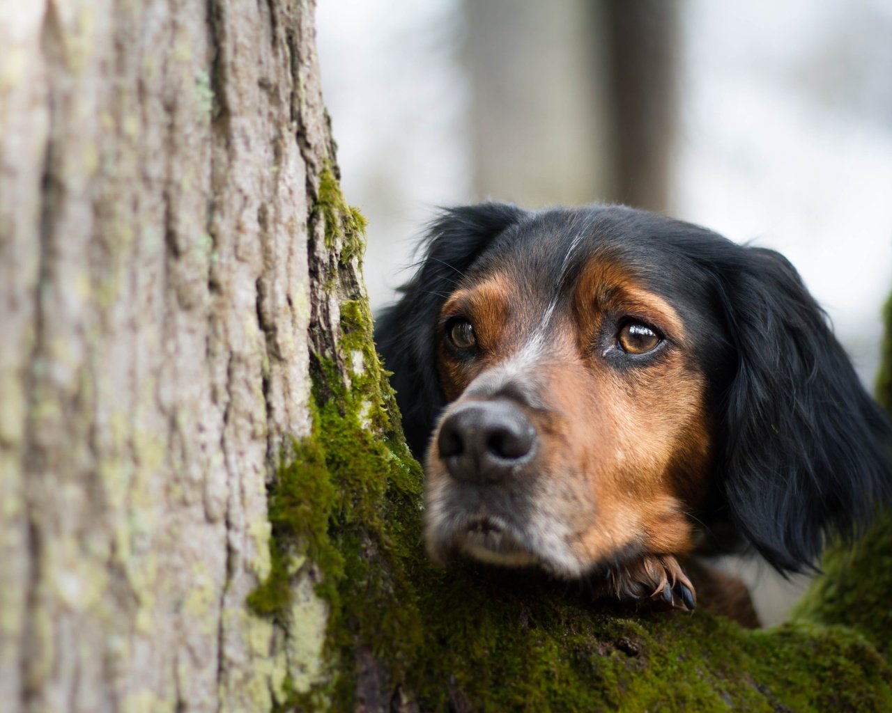 Обои дерево, взгляд, собака, мох, друг, tree, look, dog, moss, each разрешение 5184x3456 Загрузить