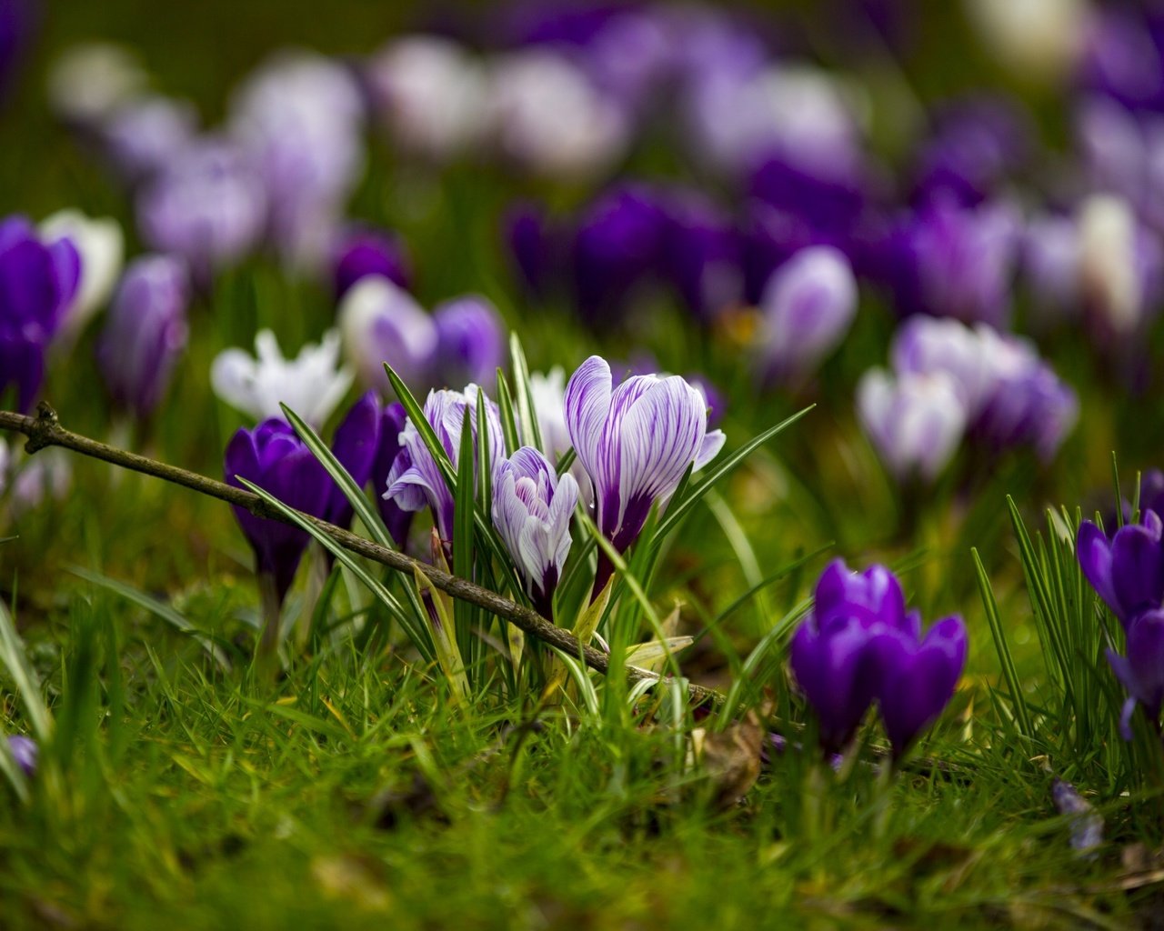 Обои цветы, трава, весна, крокусы, flowers, grass, spring, crocuses разрешение 1920x1280 Загрузить