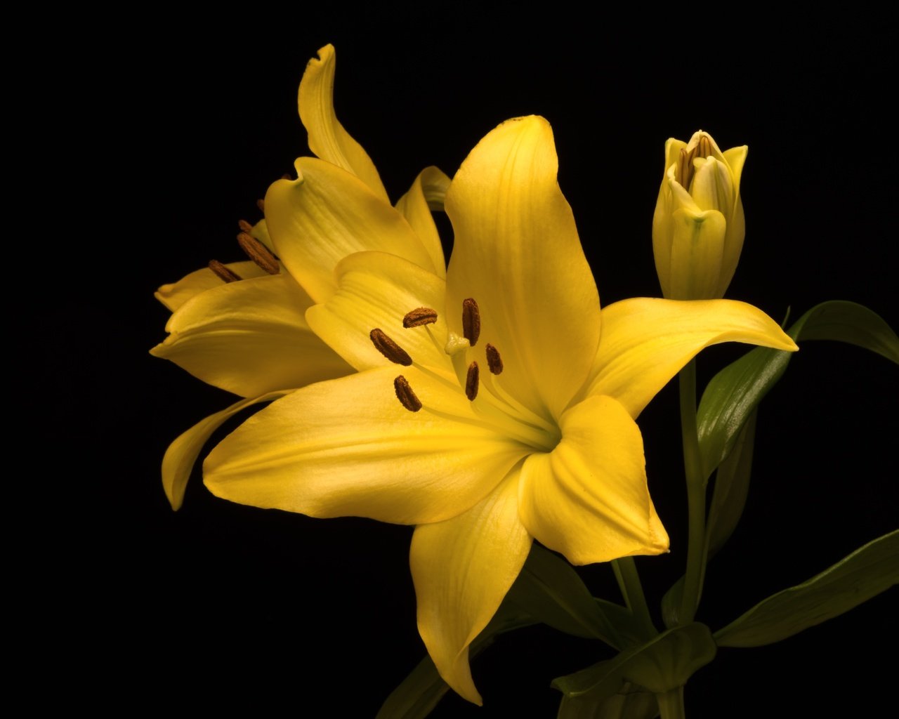 Обои желтый, макро, фон, цветок, лилия, yellow, macro, background, flower, lily разрешение 3600x2403 Загрузить