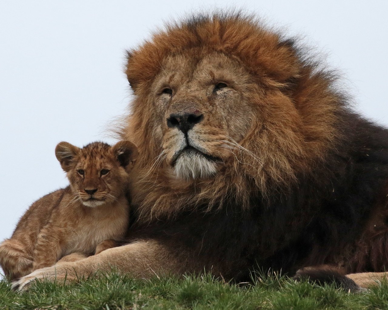 Обои львы, семья, лев, львёнок, lions, family, leo, lion разрешение 3152x2144 Загрузить