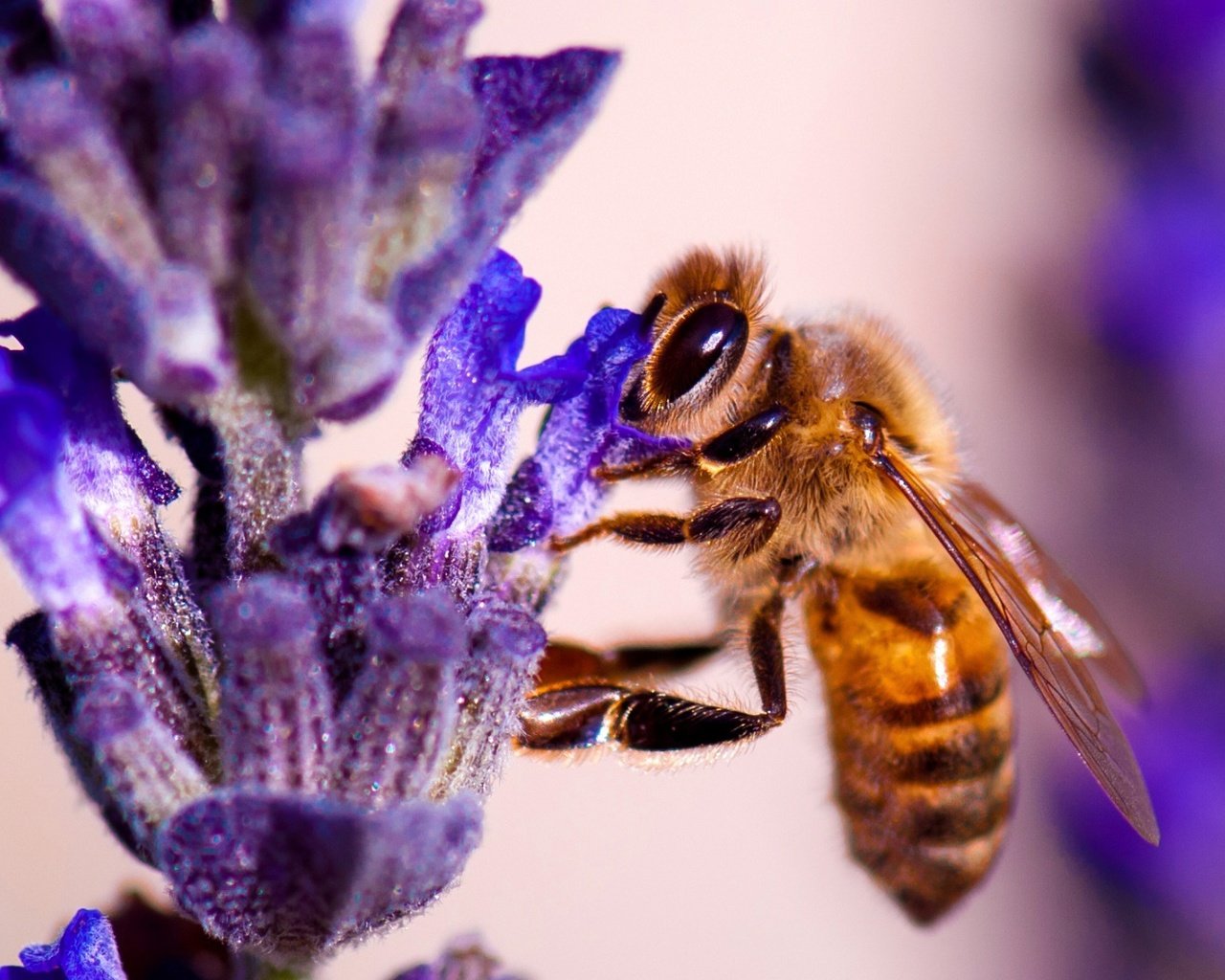 Обои природа, насекомое, цветок, растение, пчела, nature, insect, flower, plant, bee разрешение 1920x1080 Загрузить