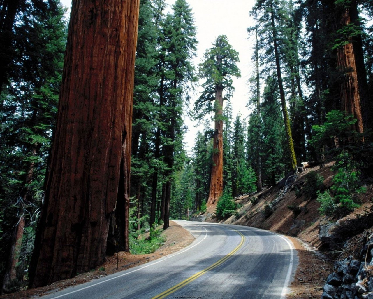 Обои дорога, деревья, лес, стволы, асфальт, секвойи, секвойя, road, trees, forest, trunks, asphalt, sequoia разрешение 1920x1440 Загрузить