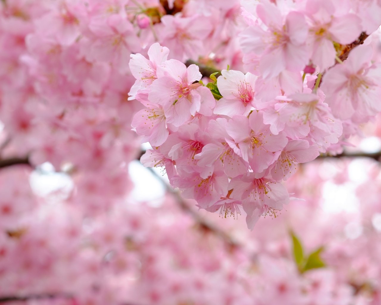 Обои дерево, цветение, ветки, весна, вишня, сакура, tree, flowering, branches, spring, cherry, sakura разрешение 3840x2560 Загрузить