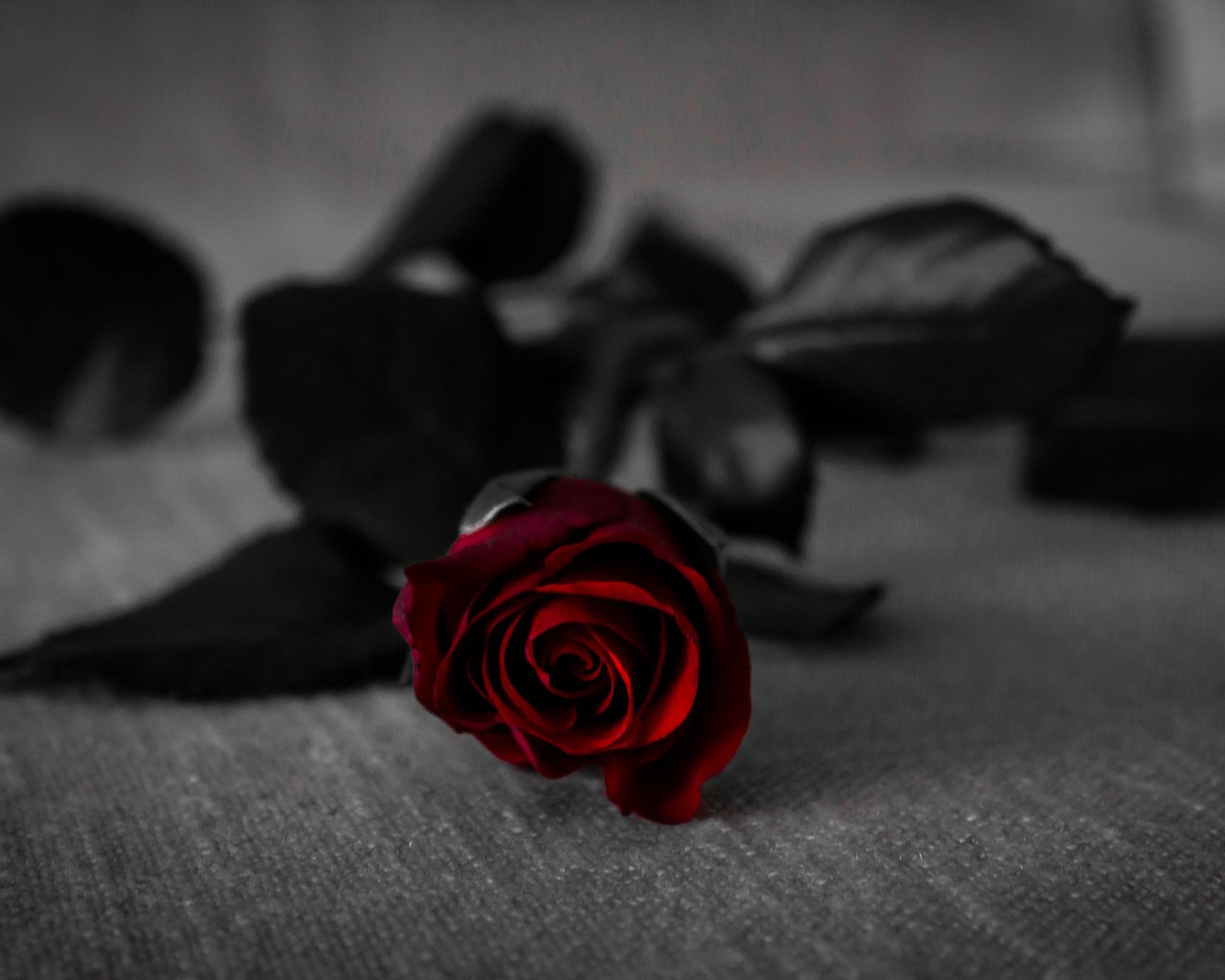Обои цветок, роза, lalesh aldarwish, flower, rose разрешение 5183x3201 Загрузить