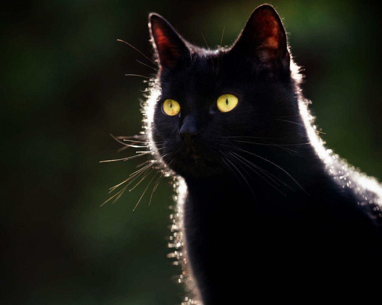 Обои глаза, фон, кот, мордочка, усы, кошка, взгляд, черный, eyes, background, cat, muzzle, mustache, look, black разрешение 2048x1365 Загрузить