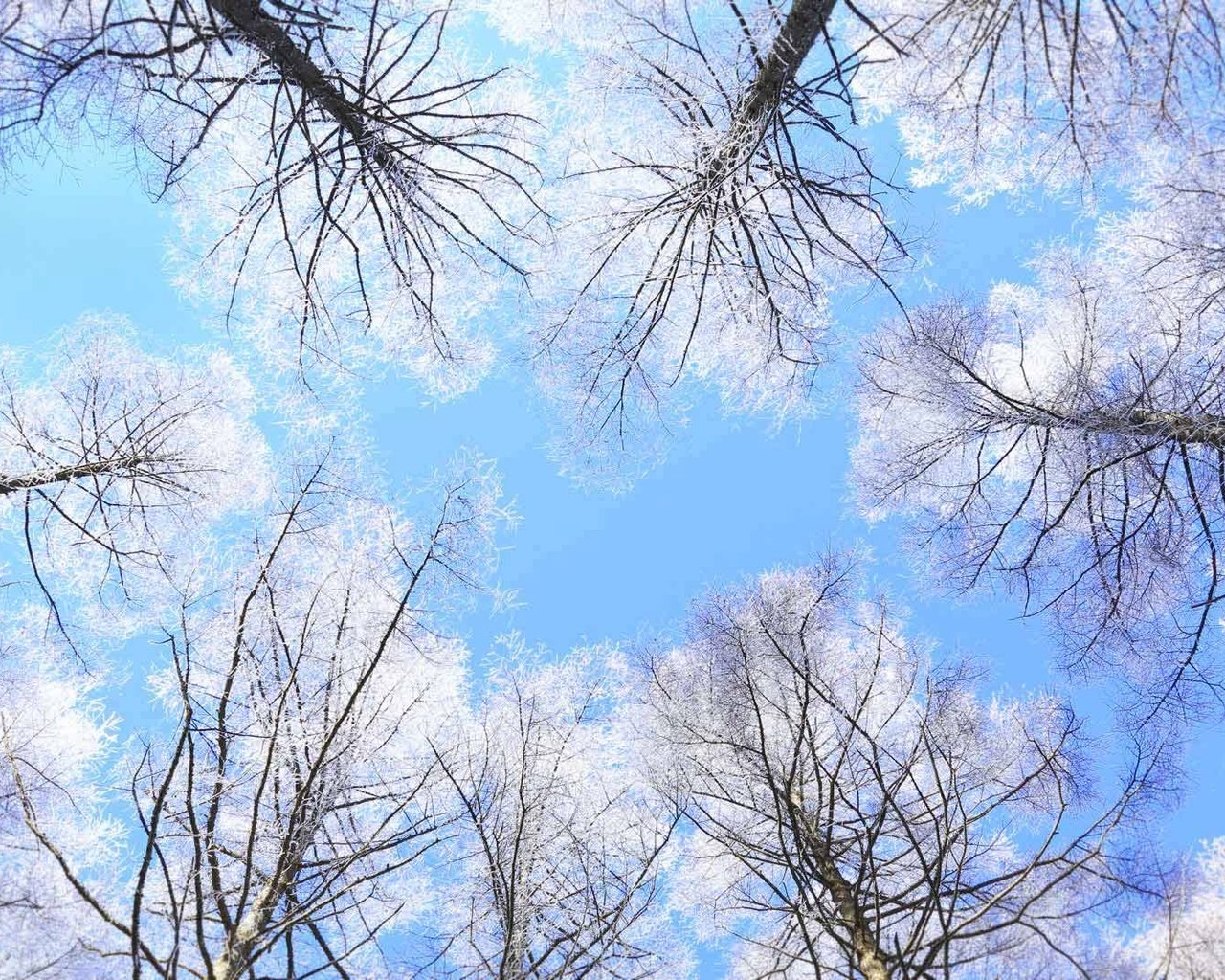 Обои небо, деревья, япония, нагано, the sky, trees, japan, nagano разрешение 1920x1080 Загрузить