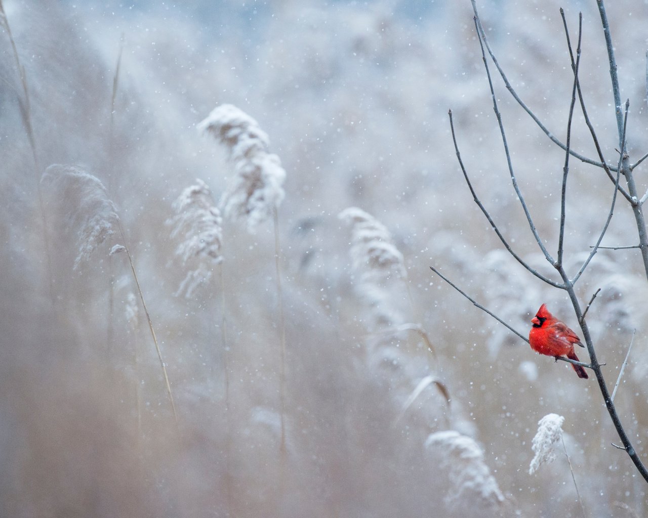 Обои снег, зима, птица, кардинал, ray hennessy, snow, winter, bird, cardinal разрешение 4667x3106 Загрузить