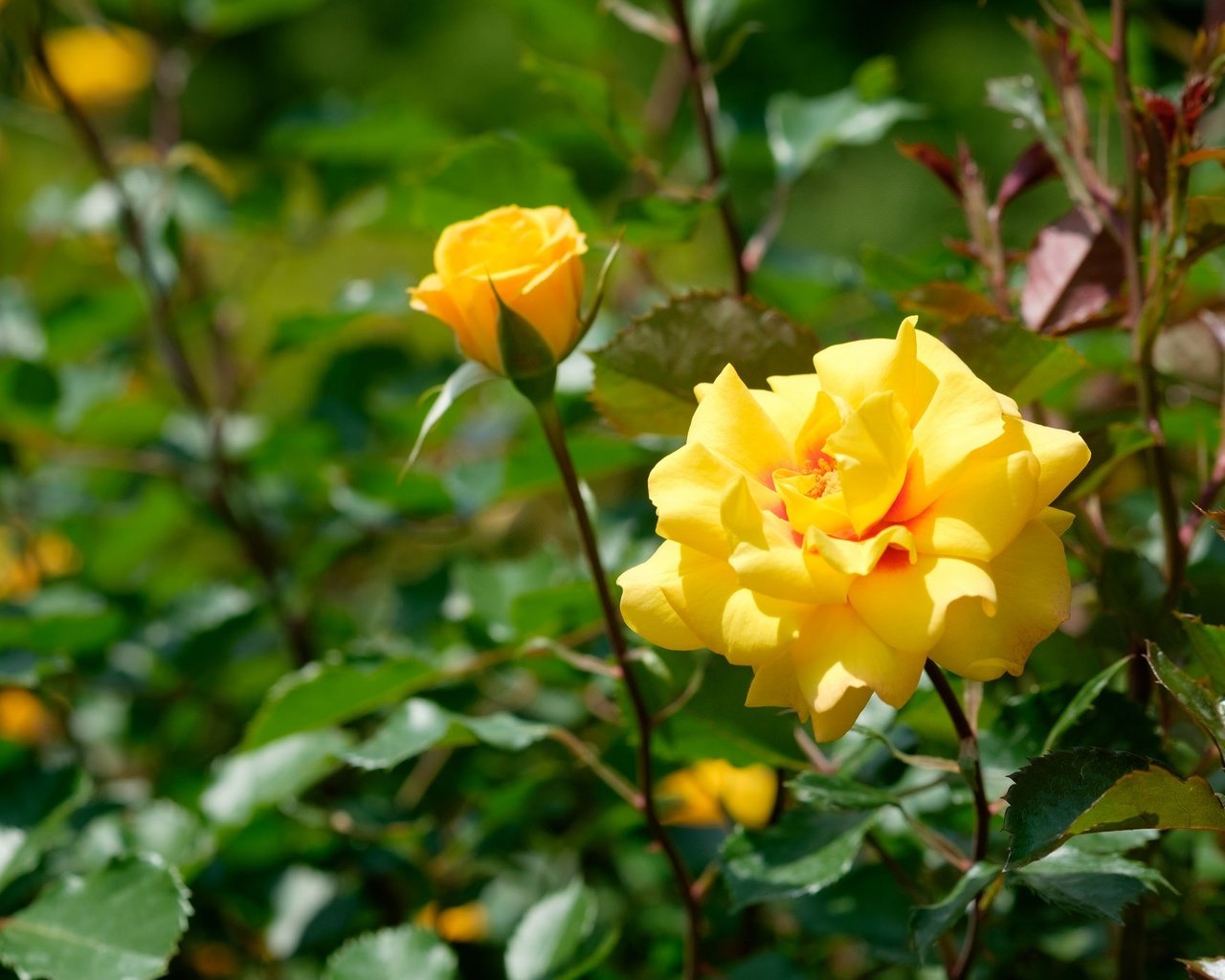 Обои цветы, бутоны, роза, желтые, flowers, buds, rose, yellow разрешение 2048x1365 Загрузить
