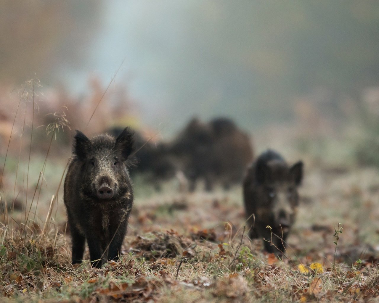 Обои природа, животные, кабан, кабаны, дикая свинья, nature, animals, boar, boars, wild pig разрешение 2560x1636 Загрузить
